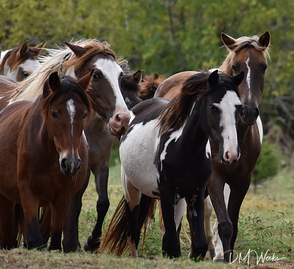 Rickman Spanish Mustangs, SE Oklahoma, Colonial Spanish Horses, Spanish Mustangs