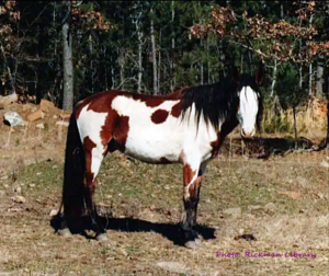 Choctaw horses, Chief of the Choctaws, Choctaw stallion, Oklahoma Mustangs, Gilbert Jones