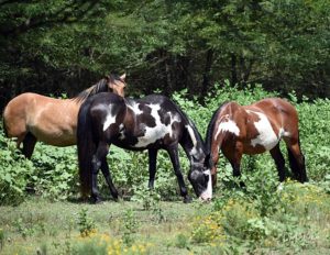 Chcotaw horses, Cherokee horses, Rickman Spanish Mustangs, Oklahoma Native American horses, Oklahoma Mustangs, Oklahoma Spanish Mustangs