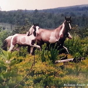 Rickman Spanish Mustangs, Gilbert Jones, Oklahoma Spanish Mustangs, Colonial Spanish Horse, Blackjack Mountain horses, Oklahoma Heritage Horses, Choctaw horses, Cherokee horses, Southwest Spanish Mustangs